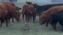 Реакция коров на собаку