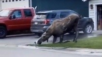 Когда к тебе пришел лось попить воды 1