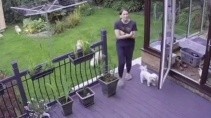 Кот помог хозяйке загнать собак домой