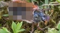 Майский жук-зомби разгуливает по лесу 83