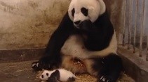 Реакция панды на чих своего малыша