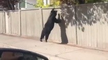 Медведь сломал забор пытаясь скрыться от людей