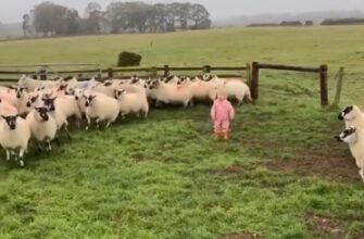 Маленькая фермерша быстро расправилась со стадом овец 11