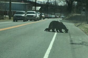 Медведица и ее непослушные медвежата переходят дорогу 21