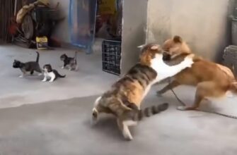 Как кошки издеваются над собаками которые их обижают 17