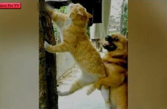 Смешное поведение кошек и собак в совместной жизни 23