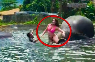Как слон искупал своего наездника в реке