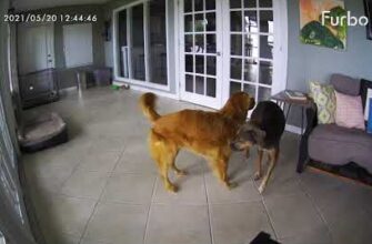 Собака Катахула помогла остановить судороги у больного Ретривера 13