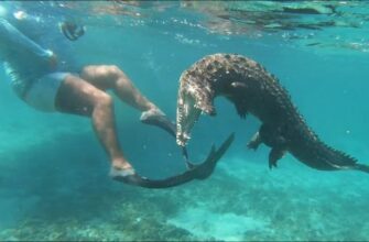 Крокодил чудом не смог пообедать купающимся человеком 11