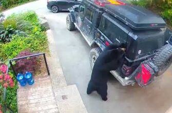 Медведь решил проверить автомобиль на прочность