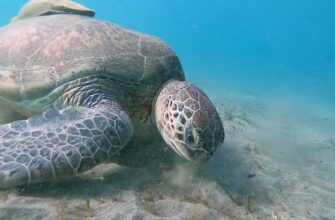 Морская черепаха вблизи с рыбой прилипалой в Красном море 77