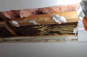 В потолке дома обнаружили целый улей с пчелами и медом 17