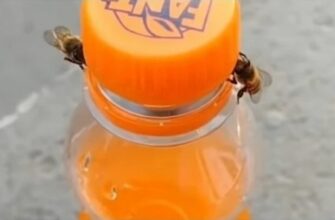 Две пчелы открыли бутылку с газировкой что бы полакомиться сладким