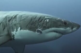 Большая белая акула покрыта боевыми шрамами