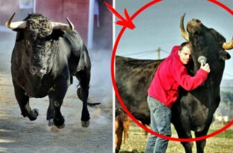 История о спасении быка от смерти на корриде