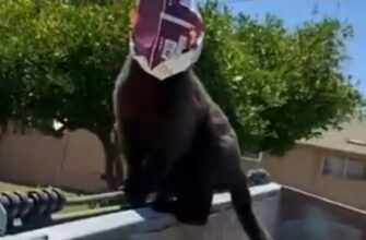 Уличный кот с пакетом на голове поразил своим поведением