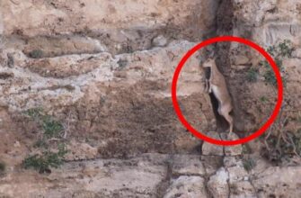 Анаталийский (Безоаровый) козёл осторожно карабкается по скале