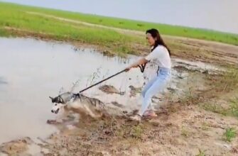 Неудачно погуляла с собакой у водоема 9