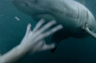 Пловец сражается с большой белой акулой