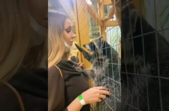 Реакция енота на красивую посетительницу зоопарка