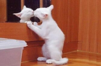 Реакция кошек на свое отражение в зеркале 23