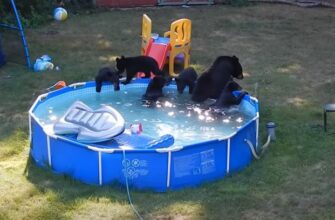 Семья медведей захватила бассейн во дворе дома 13
