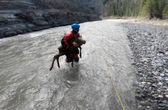 Спасли детеныша лося из реки в Канаде 13