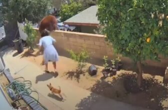 Домохозяйка защитила своих собак от медведя который пришел в гости