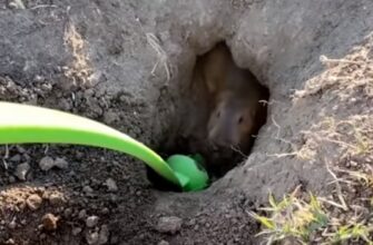 Мужик помогает суслику выкопать нору