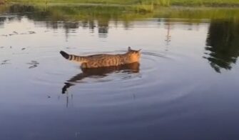 Кот который любит поплавать в озере