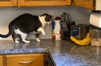Кот против банана / Сумасшедшие и смешные кошки 2021 17
