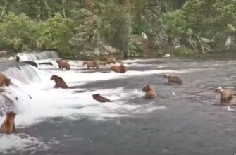 Медведи устроили пляжную вечеринку в парке Катмай на Аляске 71