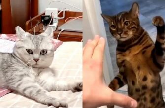 Странное поведение кошек и их необычные реакции 11