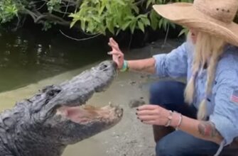 Женщина решила погладить аллигатора 17