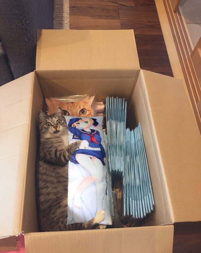 Картинки с кошками которые портят жизнь своим владельцам (29 фото)
