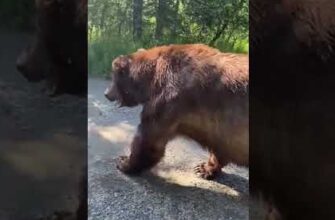 Медведь вышел к туристам которые оказались у него на пути 17
