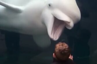 Зубастый кит белуха пугает маленьких детей в океанариуме