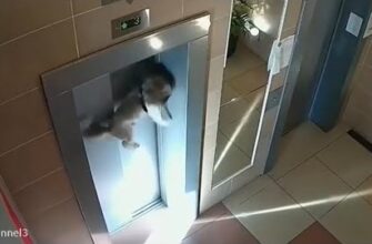 Женщина забыла собаку снаружи лифта на поводке 23