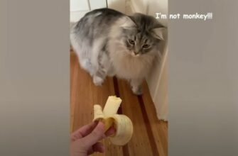 Неожиданная реакция кота на банан 13