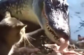 Ядовитая змея преследует каяк по воде