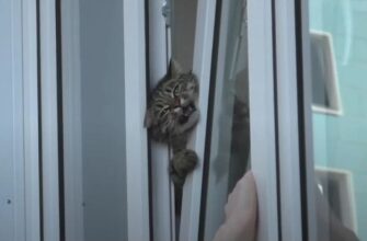 Операция по спасению кота застрявшего в окне