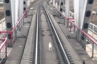 Заяц обгоняет поезд по рельсам