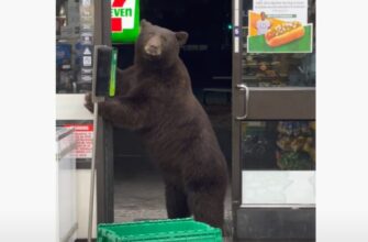 Медведь зашёл в продуктовый магазин и напугал продавщицу 11