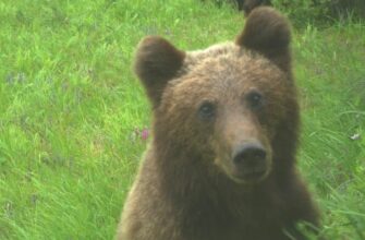 Медвежонок схватил камеру и снял уникальное видео 13