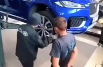 В Австралии змея напала на машину с людьми