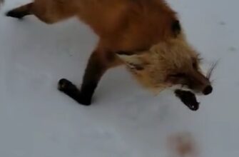 Койот и лиса замерзли насмерть во время драки на озере 25