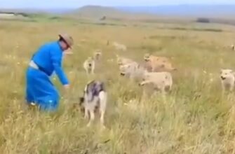 Пастух и его собака отгоняют стаю волков, напавших на его овец 11