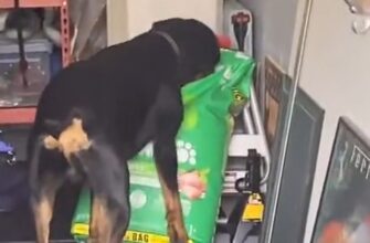 Реакция пса на голос хозяйки во время разграбления пакета с кормом 19