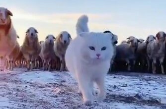 Кот пастух ведет стадо овец
