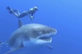 Плавание с большой белой акулой 25